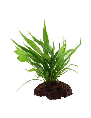 Microsorum pteropus sur roche Tropica - 3