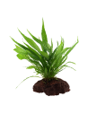Microsorum pteropus sur roche Tropica - 3