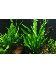 Microsorum pteropus sur roche Tropica - 4