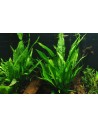 Microsorum pteropus sur roche Tropica - 4