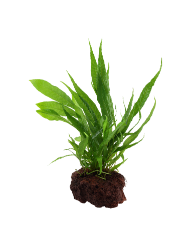 Microsorum pteropus sur roche Tropica - 5