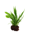 Microsorum pteropus sur roche Tropica - 5