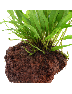 Microsorum pteropus sur roche Tropica - 6