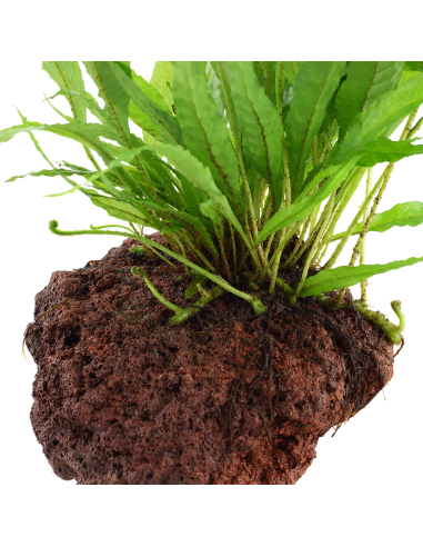 Microsorum pteropus sur roche Tropica - 6