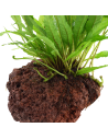 Microsorum pteropus sur roche Tropica - 6