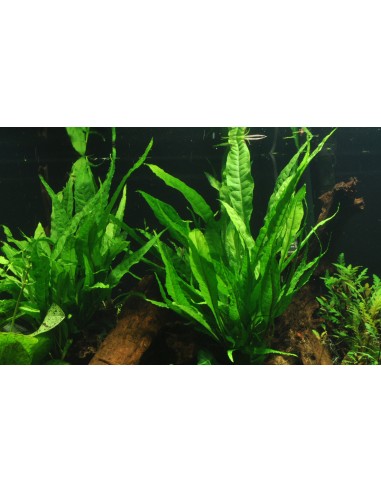 Microsorum pteropus sur roche Tropica - 7