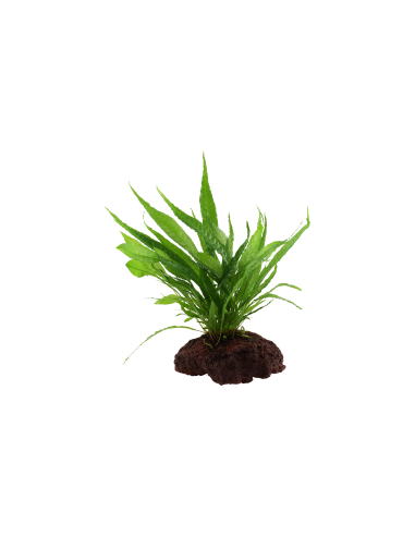 Microsorum pteropus sur roche Tropica - 8