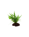 Microsorum pteropus sur roche Tropica - 8