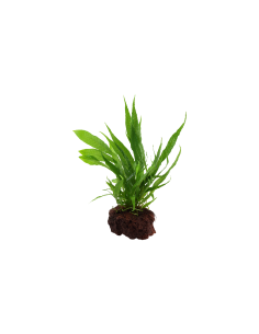 Microsorum pteropus sur roche Tropica - 9