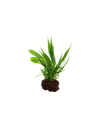 Microsorum pteropus sur roche Tropica - 9