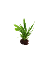 Microsorum pteropus sur roche Tropica - 9