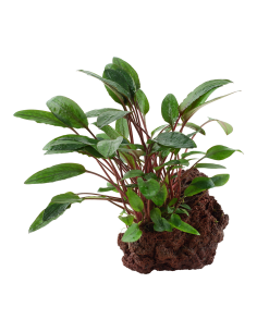 Cryptocoryne beckettii 'Petchii' sur roche Tropica - 1