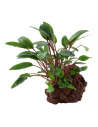 Cryptocoryne beckettii 'Petchii' sur roche Tropica - 1