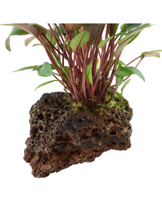 Cryptocoryne beckettii 'Petchii' sur roche Tropica - 2