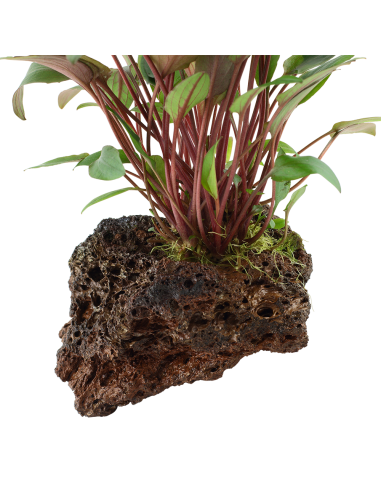 Cryptocoryne beckettii 'Petchii' sur roche Tropica - 2