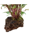 Cryptocoryne beckettii 'Petchii' sur roche Tropica - 2