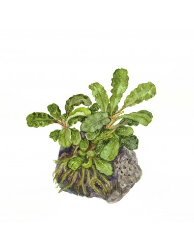 Bucephalandra pygmaea 'Wavy Green' sur roche Tropica - 1