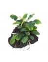 Bucephalandra pygmaea 'Wavy Green' sur roche Tropica - 2