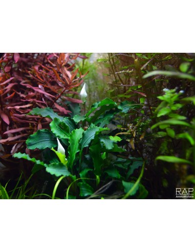 Bucephalandra pygmaea 'Wavy Green' sur roche Tropica - 3
