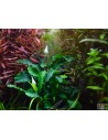 Bucephalandra pygmaea 'Wavy Green' sur roche Tropica - 3