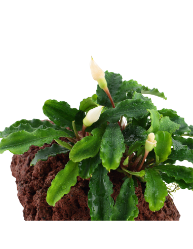 Bucephalandra pygmaea 'Wavy Green' sur roche Tropica - 4