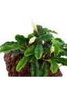 Bucephalandra pygmaea 'Wavy Green' sur roche Tropica - 4