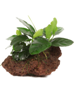 Anubias barteri var. nana sur roche Tropica - 1
