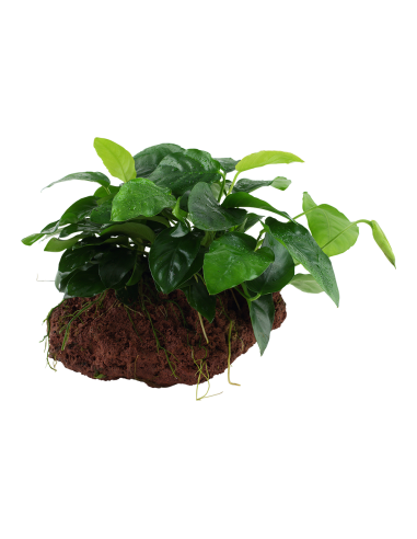 Anubias barteri var. nana sur roche Tropica - 2