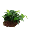 Anubias barteri var. nana sur roche Tropica - 2