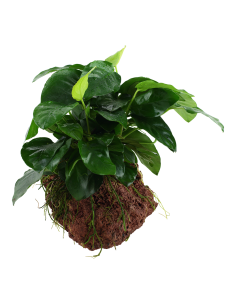 Anubias barteri var. nana sur roche Tropica - 3