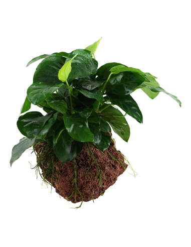Anubias barteri var. nana sur roche Tropica - 3