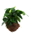 Anubias barteri var. nana sur roche Tropica - 3