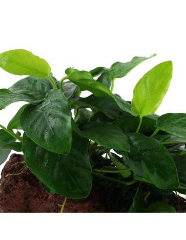 Anubias barteri var. nana sur roche Tropica - 4