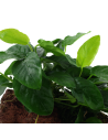 Anubias barteri var. nana sur roche Tropica - 4