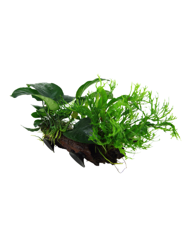 Microsorum sp. sur racine avec ventouse - XL Tropica - 1