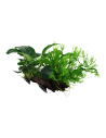 Microsorum sp. sur racine avec ventouse - XL Tropica - 1