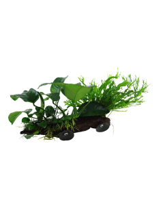 Microsorum sp. sur racine avec ventouse - XL Tropica - 2