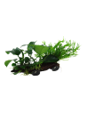 Microsorum sp. sur racine avec ventouse - XL Tropica - 2