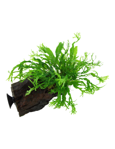 Microsorum pteropus 'Windeløv' sur racine avec ventouse Tropica - 2