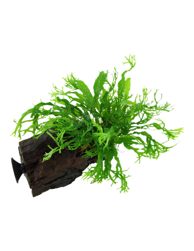 Microsorum pteropus 'Windeløv' sur racine avec ventouse Tropica - 2