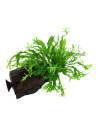 Microsorum pteropus 'Windeløv' sur racine avec ventouse Tropica - 2
