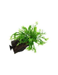 Microsorum pteropus 'Windeløv' sur racine avec ventouse Tropica - 3