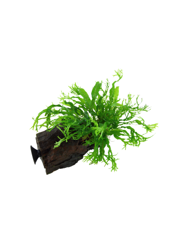 Microsorum pteropus 'Windeløv' sur racine avec ventouse Tropica - 3