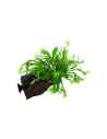 Microsorum pteropus 'Windeløv' sur racine avec ventouse Tropica - 3