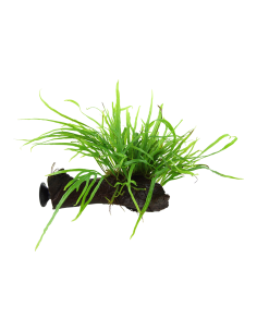 Microsorum pteropus 'Trident' sur racine avec ventouse Tropica - 1