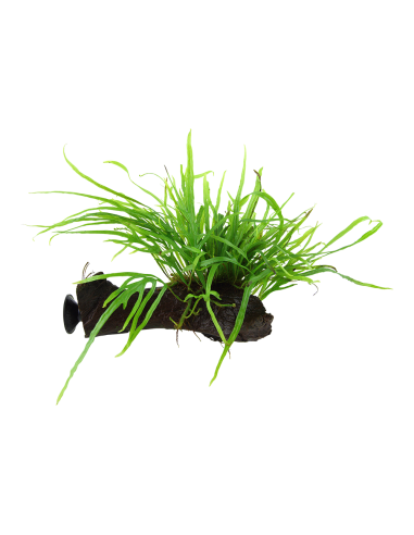 Microsorum pteropus 'Trident' sur racine avec ventouse Tropica - 1