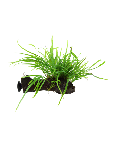 Microsorum pteropus 'Trident' sur racine avec ventouse Tropica - 1