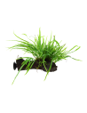 Microsorum pteropus 'Trident' sur racine avec ventouse Tropica - 1
