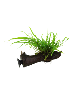 Microsorum pteropus 'Trident' sur racine avec ventouse Tropica - 2