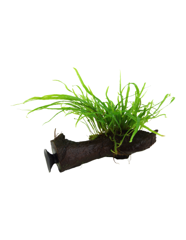 Microsorum pteropus 'Trident' sur racine avec ventouse Tropica - 2